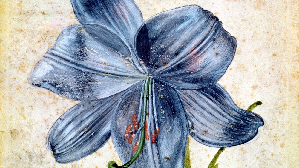 Study of a Lily