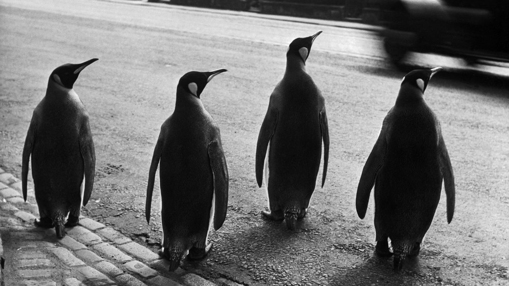 Penguins in Edinburgh