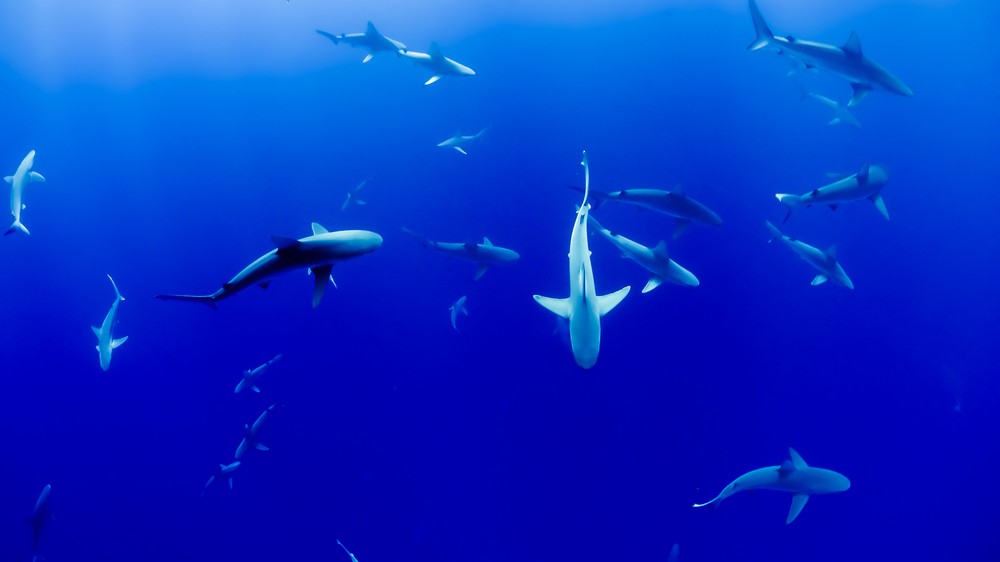 Oahu Sharks