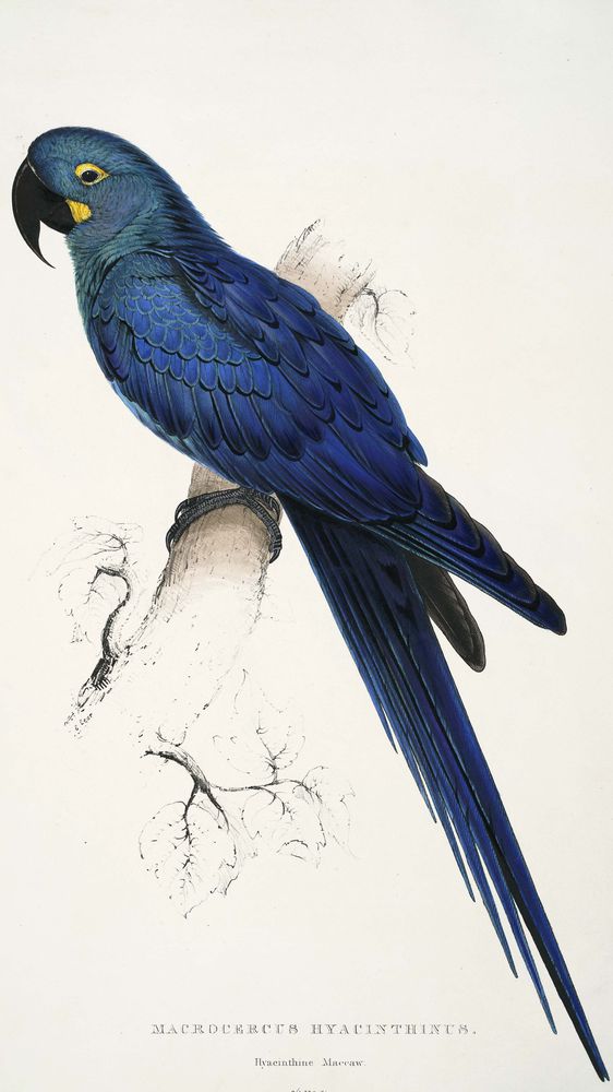 Hyacinth Macaw