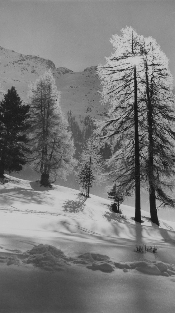 Pine Tree in Winter