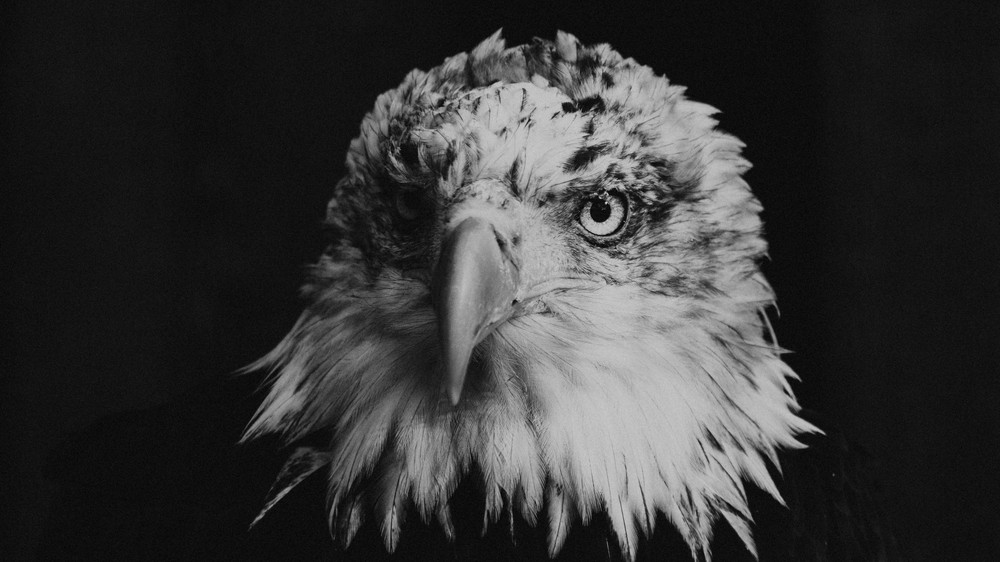 The Eagle