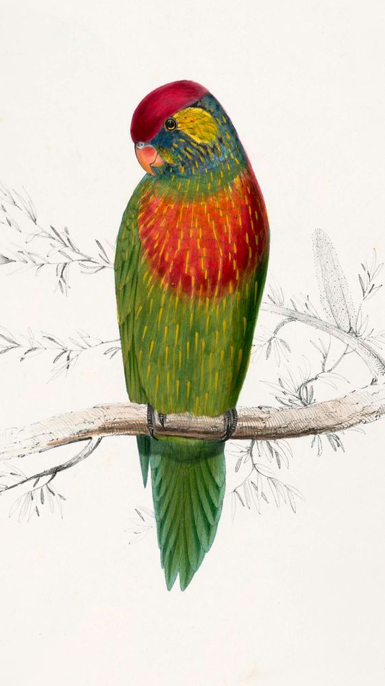 Trichoglossus Versicolor