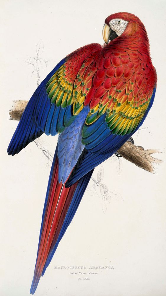 Red and Yellow Macaw