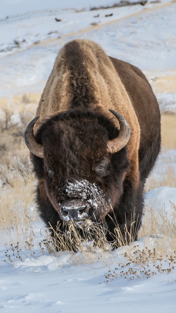 Bison in Yellowstone National park