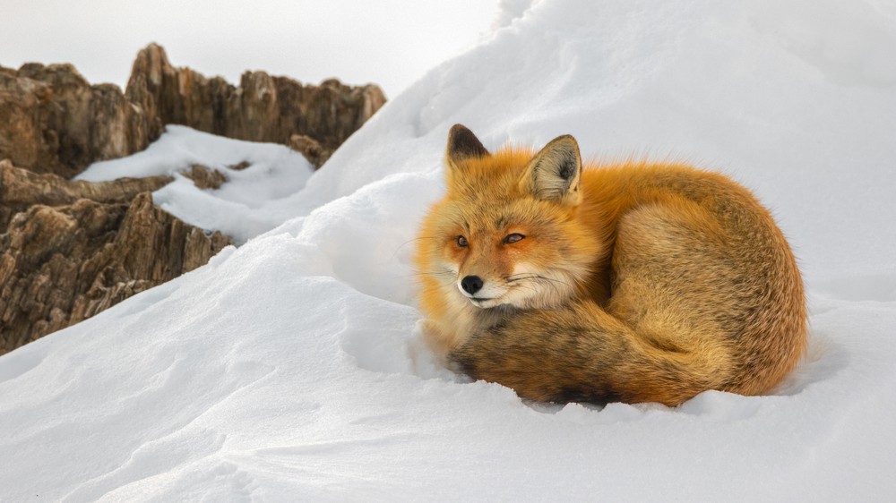 Red Fox in Grand Teton National Park