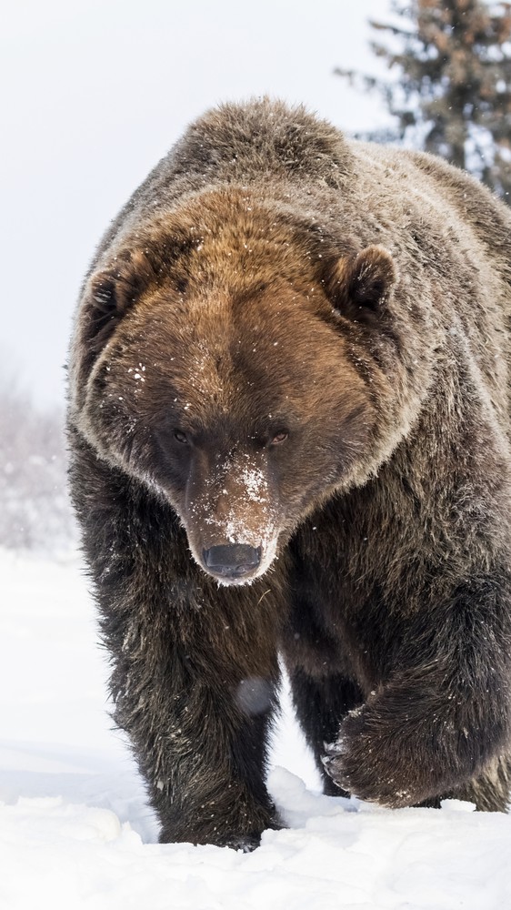 Brown Bear in Portage, Alaska