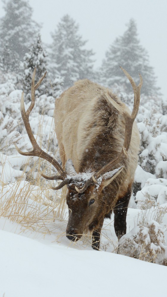 Elk in Yellowstone National Park