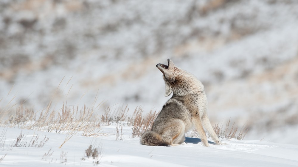 Coyote in Yellowstone National Park