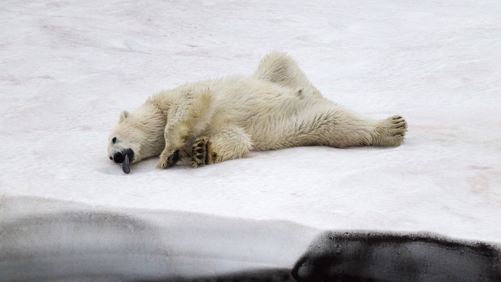 Polar Bear in Scoresby Sund, Greenland