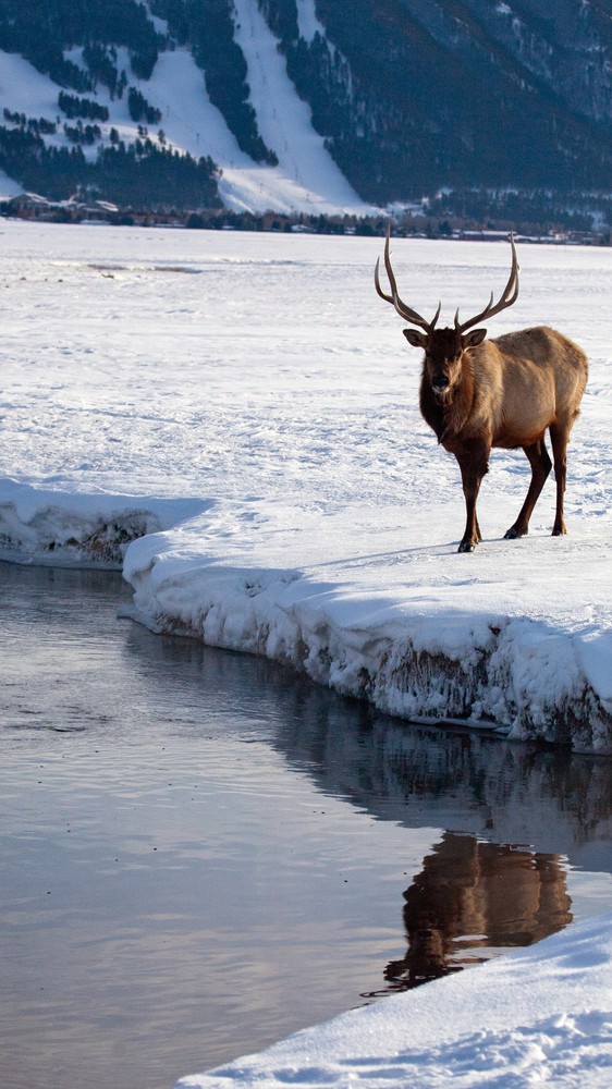 Elk in Jackson Hole Valley, Wyoming