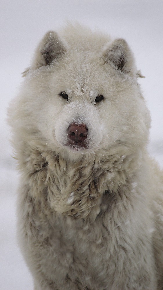 Eskimo Dog in Hudson Bay, Canada