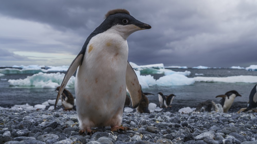 Chinstrap Penguin in Antarctica