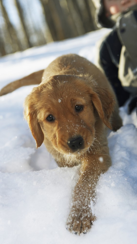 Golden Retriever Puppy