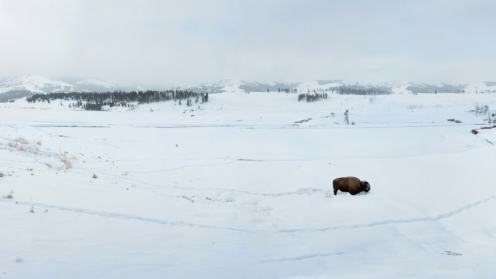 Bison in Yellowstone National Park