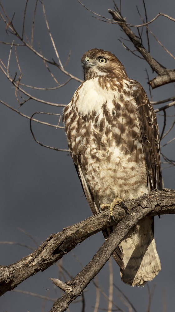 A Hawk in Riverside County, California