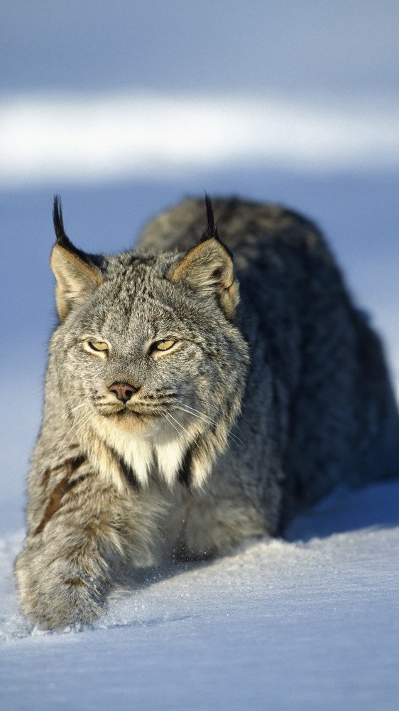 Lynx in Minnesota