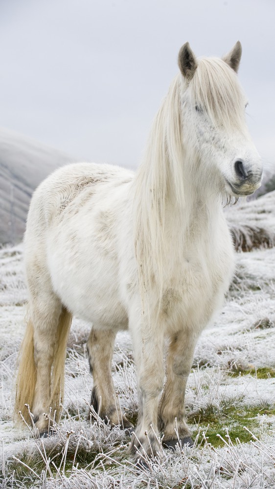 White Fell Pony in Cumbria, England