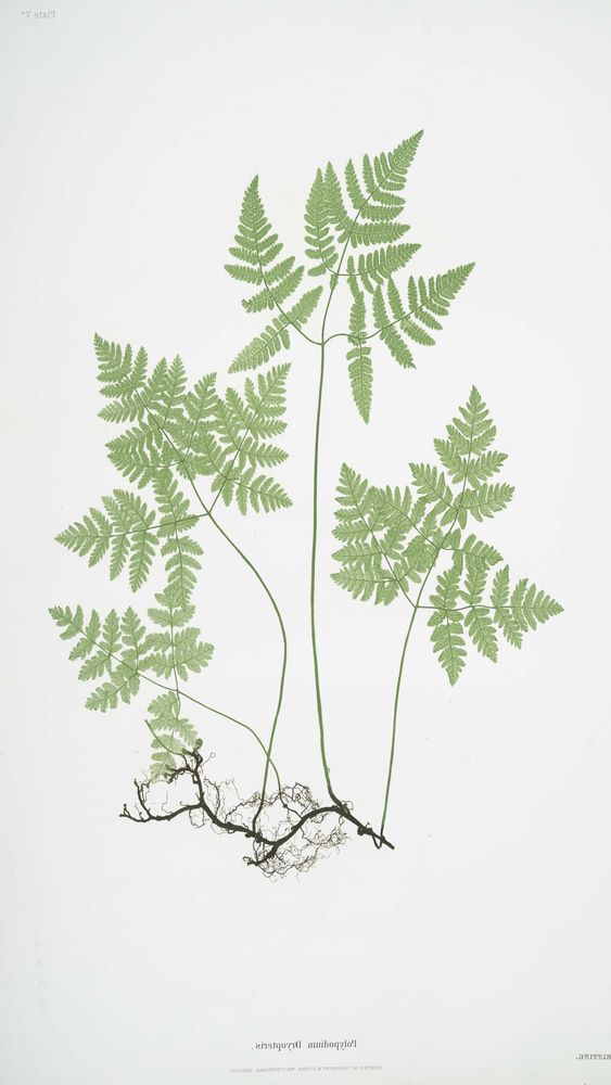 The Oak Fern