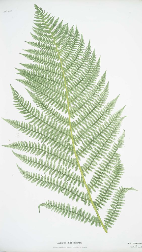 The Lady Fern