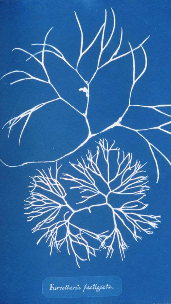 Furcellaria Fastigiata