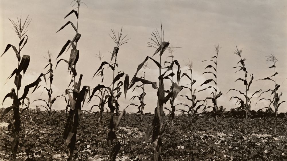 Cotton and Corn, Hale County, Alabama