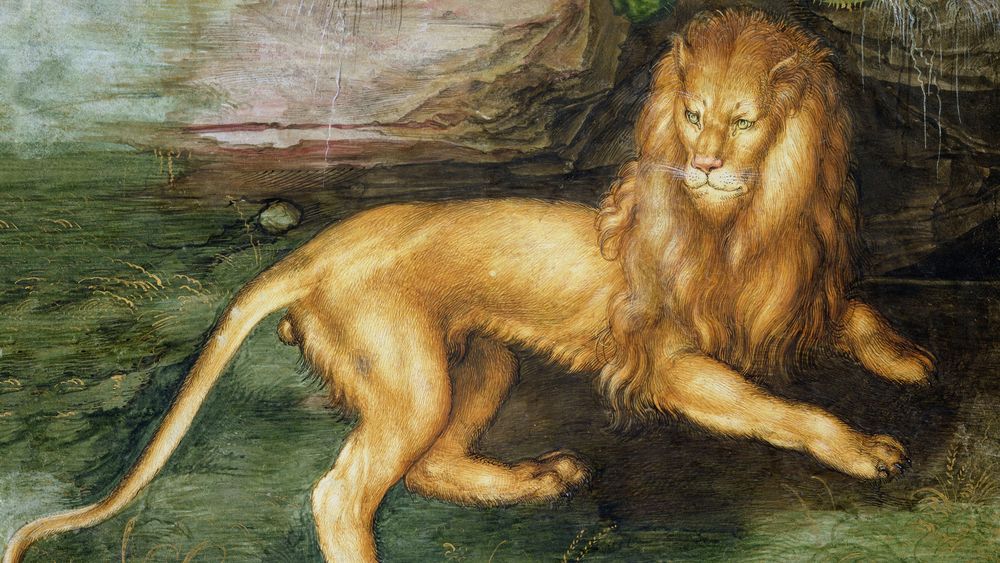 Lion