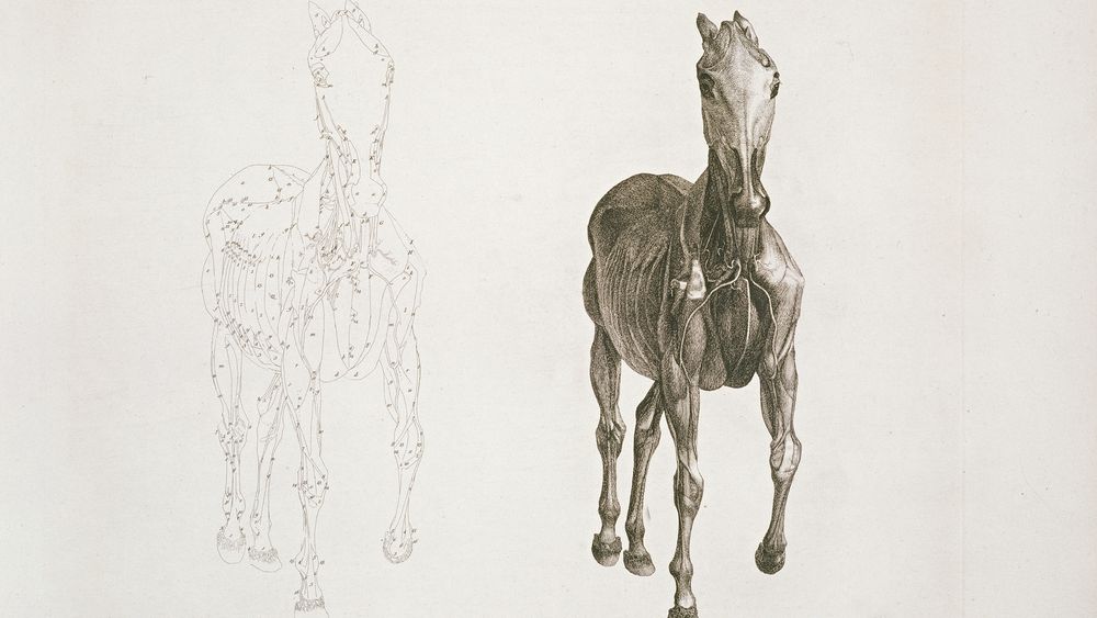 Tab. VIII, from 'The Anatomy of the Horse...'
