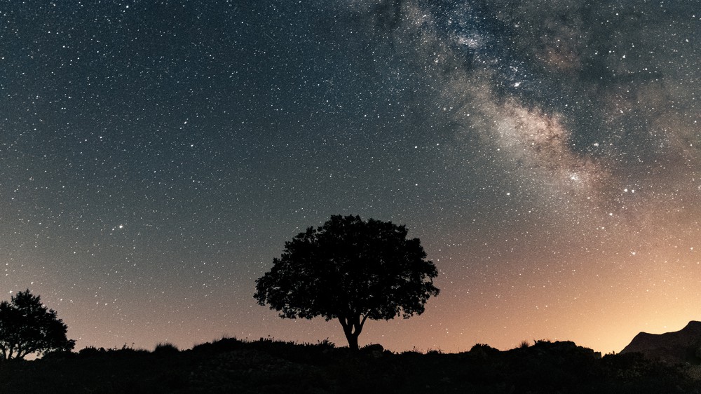 Tree Under Night Sky