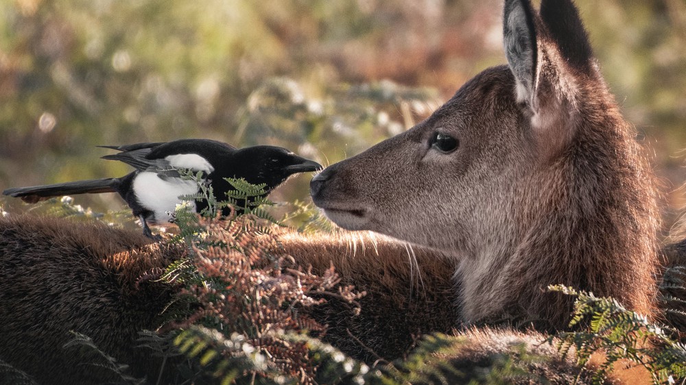 Friendly Creatures