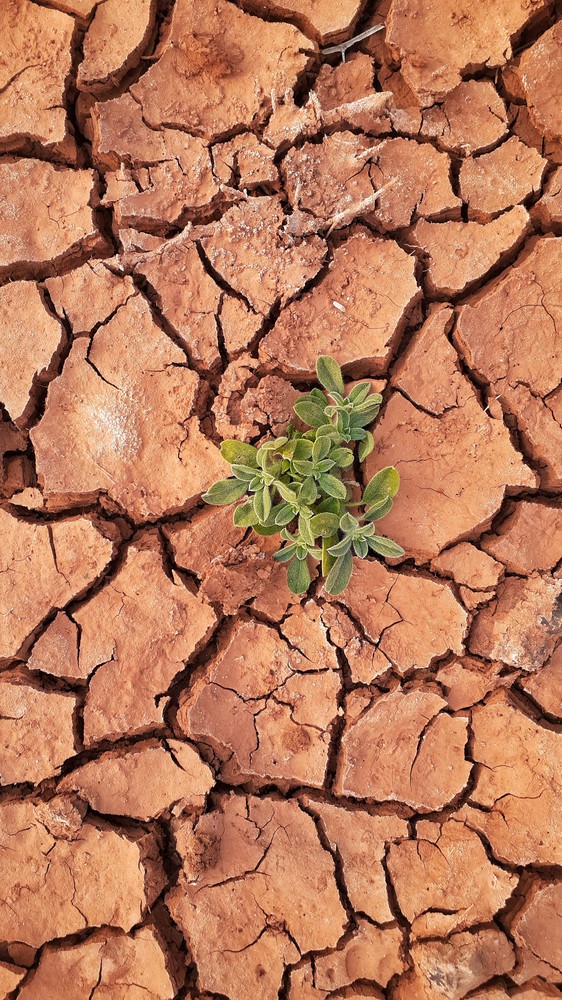 Plant Growing Through Cracks