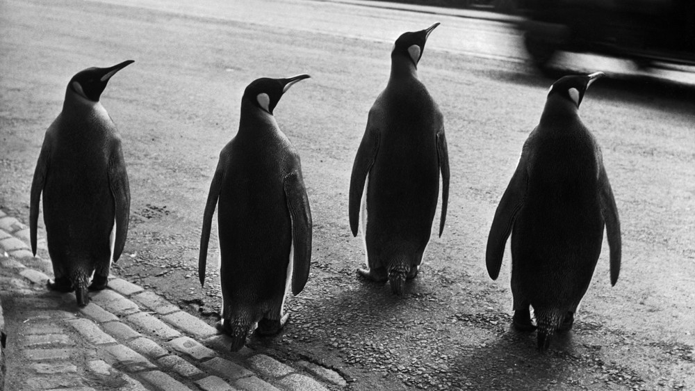Penguins in Edinburgh