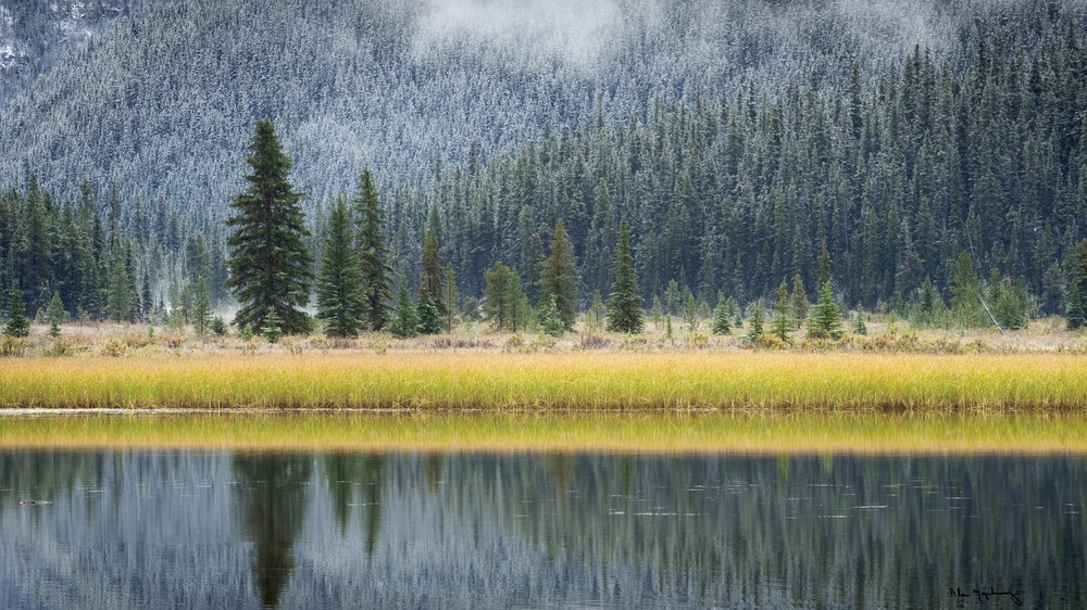 Waterfowl Lake II