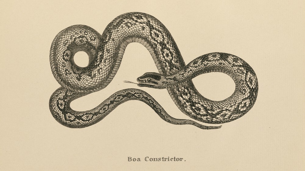 Vintage Boa Constrictor