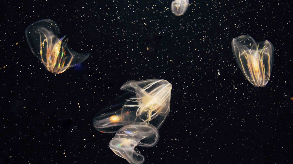 Glowing Jellyfish