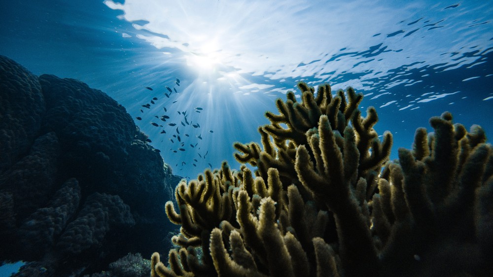 Fish Swimming Near Coral
