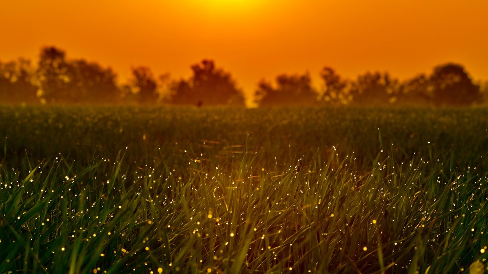 Fireflies in Grass at Sunset