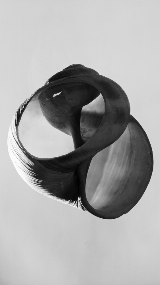 Snail Shell