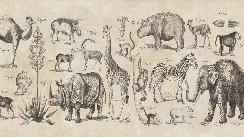 Wild Africa