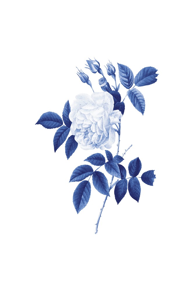 Blue Botanic II