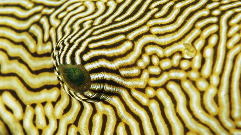 Indonesia, Tukangbesi Islands