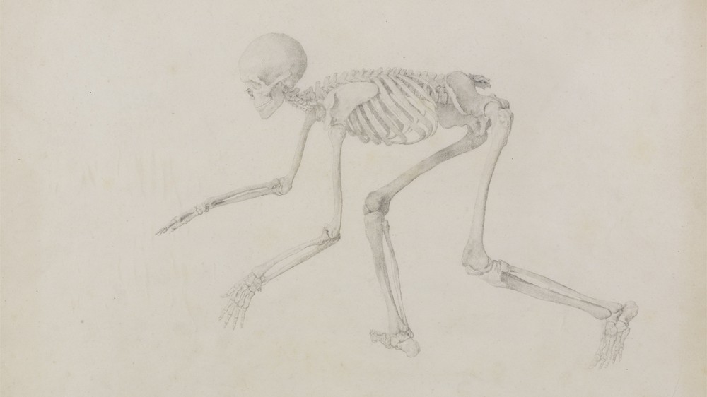 Human Skeleton, Lateral View (in Crawling Posture)