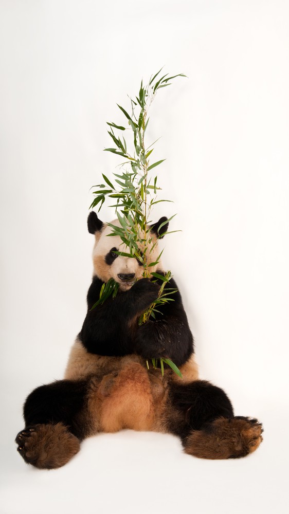 Giant Panda