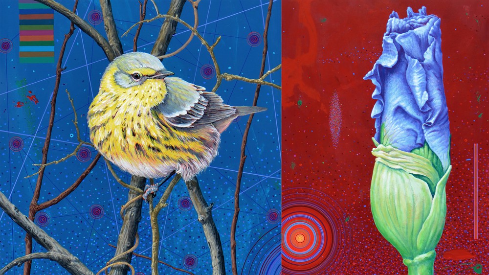 Cape May Warbler and Iris