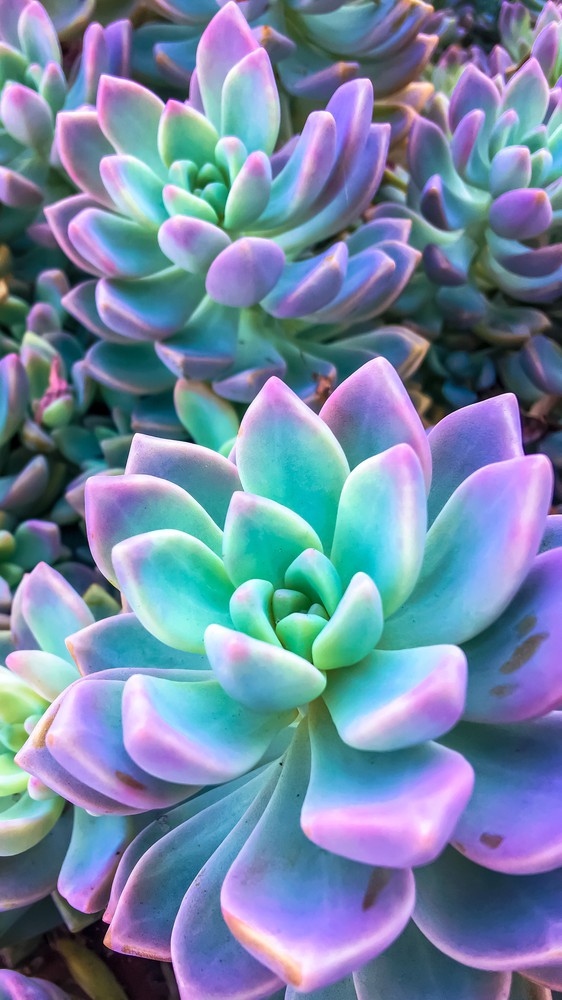 Neon Succulents