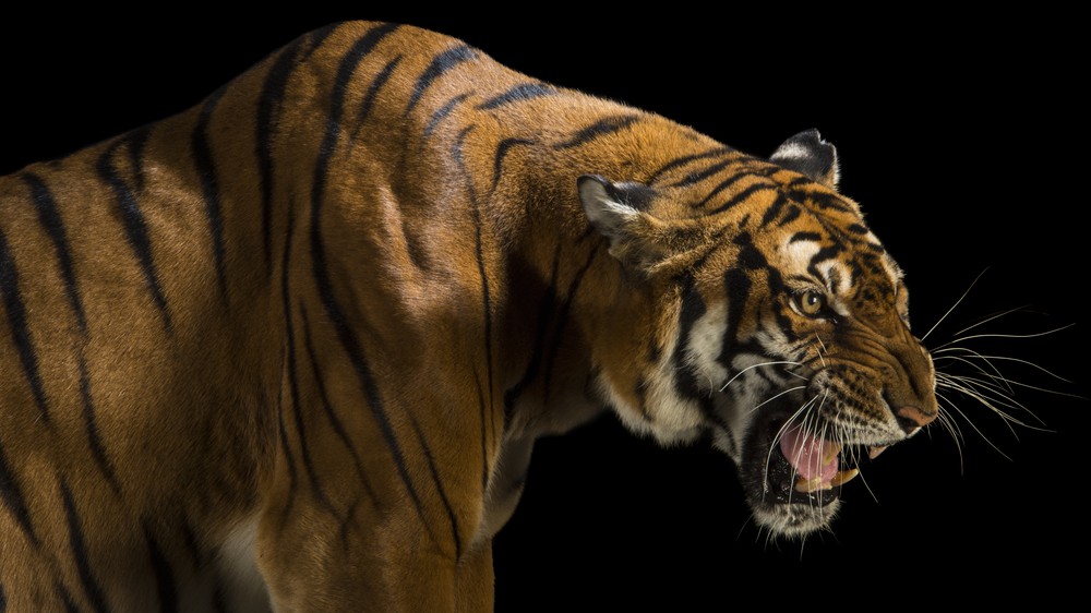 South China Tiger