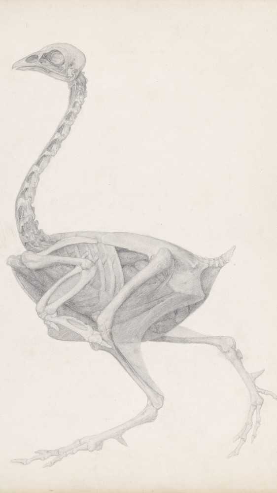 Fowl Body, Lateral View (Last Stage in Dissection)