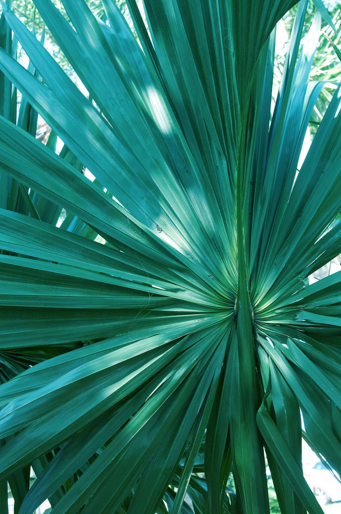 Tropical Fan Palm Finesse