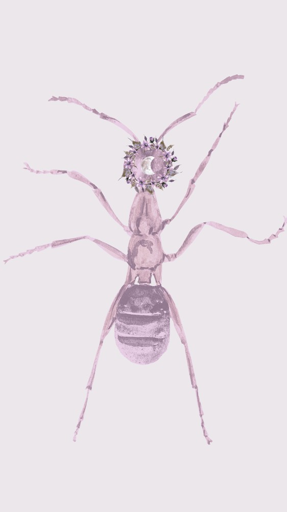 Moon Ant