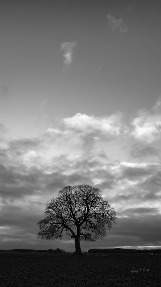 Horizon Tree